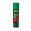 Brillo Planta Natural