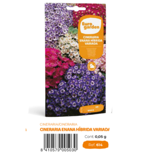 Cineraria Enana Variada (euro)