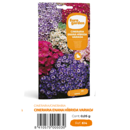 [PR/14257] Cineraria Enana Variada (euro)