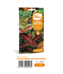 [PR/14260] Coleus Hibrido Arco Iris Variado (Euro)